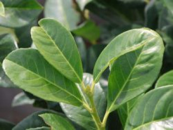 Kirschlorbeer 'Prudonti', 30-40 cm, Prunus laurocerasus 'Prudonti', Containerware Kirschlorbeer 'Prudonti', 30-40 cm, Prunus laurocerasus 'Prudonti', Containerware von Prunus laurocerasus 'Prudonti'