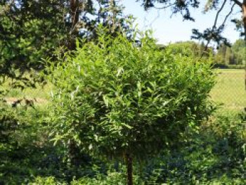 Kirschlorbeer 'SOFIA' ®, Stamm 50 cm, 60-80 cm, Prunus laurocerasus 'SOFIA' ®, Stämmchen von Prunus laurocerasus 'SOFIA' ®