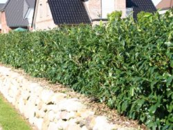 Großblättriger Kirschlorbeer / Lorbeerkirsche 'Schipkaensis Macrophylla', 20-30 cm, Prunus laurocerasus 'Schipkaensis Macrophylla', Containerware von Prunus laurocerasus 'Schipkaensis Macrophylla'