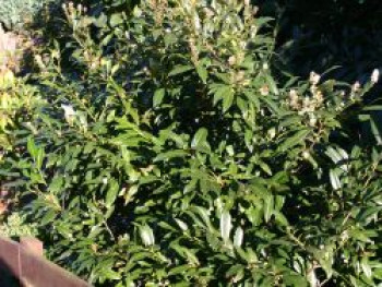 Schmalblättriger Kirschlorbeer 'Zabeliana', 30-40 cm, Prunus laurocerasus 'Zabeliana', Containerware von Prunus laurocerasus 'Zabeliana'
