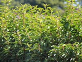 Portugiesische Lorbeerkirsche 'Angustifolia', 80-100 cm, Prunus lusitanica 'Angustifolia', Containerware XXL von Prunus lusitanica 'Angustifolia'