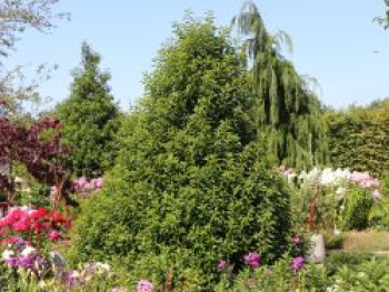 Portugiesische Lorbeerkirsche, 40-60 cm, Prunus lusitanica, Containerware von Prunus lusitanica