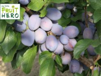 Zwetsche my little Fruit Hero ® 'Herman', Stamm 40-60 cm, 120-140 cm, Prunus my little Fruit Hero ® 'Herman', Stämmchen von Prunus my little Fruit Hero ® 'Herman'