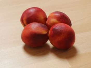 Säulen-Nektarine 'Alice Col', 60-100 cm, Prunus nucipersica 'Alice Col', Containerware von Prunus nucipersica 'Alice Col'