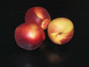 Nektarine 'Snow Queen', 100-125 cm, Prunus nucipersica 'Snow Queen', Containerware von Prunus nucipersica 'Snow Queen'