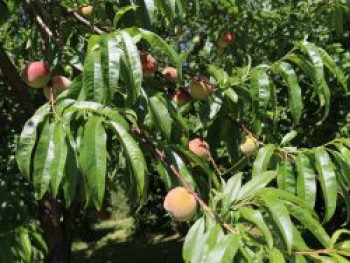 Pfirsich 'Kernechter vom Vorgebirge', Stamm 40-60 cm, 120-160 cm, Prunus persica 'Kernechter vom Vorgebirge', Wurzelware von Prunus persica 'Kernechter vom Vorgebirge'