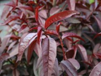 Rotlaubiger Pfirsich 'Nigra', Stamm 40-60 cm, 120-160 cm, Prunus persica 'Nigra', Containerware von Prunus persica 'Nigra'