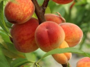 Pfirsich 'Roter Ellerstädter', Stamm 40-60 cm, 120-160 cm, Prunus persica 'Roter Ellerstädter', Containerware von Prunus persica 'Roter Ellerstädter'