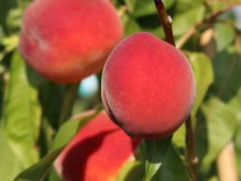 Pfirsich 'Roter Weinbergpfirsich', 80-100 cm, Prunus persica 'Roter Weinbergpfirsich', Containerware von Prunus persica 'Roter Weinbergpfirsich'