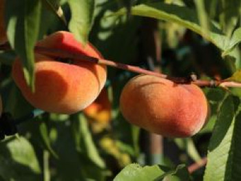 Pfirsich 'Sandwich Gelb', Stamm 40-60 cm, 100-160 cm, Prunus persica 'Sandwich Gelb', Containerware von Prunus persica 'Sandwich Gelb'