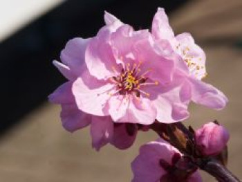 Zierpfirsich 'Spring Glow', 125-150 cm, Prunus persica 'Spring Glow', Containerware von Prunus persica 'Spring Glow'