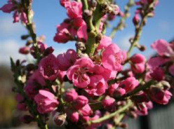 Nektarine (Zwergform), Stamm 30 cm, Prunus persica var. nucipersica (Zwergform), Stämmchen XXL von Prunus persica var. nucipersica (Zwergform)