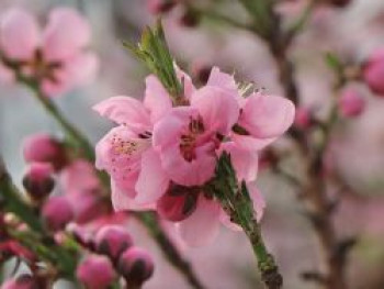 Zwergnektarine 'Nectarella', Stamm 40 cm, 50-70 cm, Prunus persica var. nucipersica 'Nectarella', Containerware von Prunus persica var. nucipersica 'Nectarella'