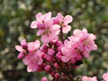 Pfirsich (Zwergform), Stamm 40 cm, 60-80 cm, Prunus persica var. persica (Zwergform), Stämmchen XXL von Prunus persica var. persica (Zwergform)