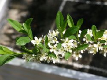 Kriechende Sandkirsche, 25-30 cm, Prunus pumila var. depressa, Containerware von Prunus pumila var. depressa