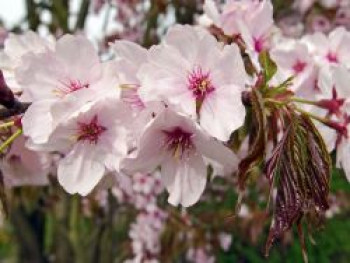 Scharlach-Kirsche Veredlung, 100-150 cm, Prunus sargentii Veredlung, Wurzelware Scharlach-Kirsche Veredlung, 100-150 cm, Prunus sargentii Veredlung, Wurzelware von Prunus sargentii Veredlung