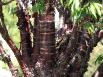 Mahagoni-Kirsche, 100-150 cm, Prunus serrula, Containerware von Prunus serrula