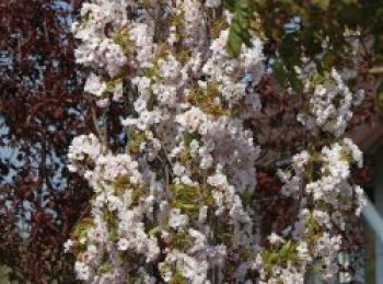 Säulenkirsche 'Amanogawa', 40-60 cm, Prunus serrulata 'Amanogawa', Containerware von Prunus serrulata 'Amanogawa'