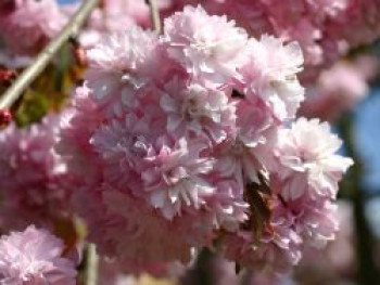 Japanische Hänge-Nelkenkirsche 'Kiku-shidare-Zakura', Stamm 80-100 cm, 100-125 cm, Prunus serrulata 'Kiku-shidare-Zakura', Stämmchen von Prunus serrulata 'Kiku-shidare-Zakura'