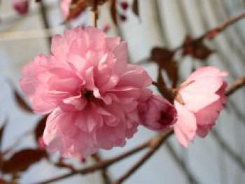 Japanische Nelkenkirsche 'Royal Burgundy', 60-100 cm, Prunus serrulata 'Royal Burgundy', Containerware von Prunus serrulata 'Royal Burgundy'