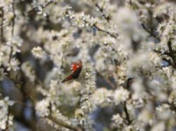 Schlehe / Schwarzdorn, 30-40 cm, Prunus spinosa, Weichwandcontainer von Prunus spinosa