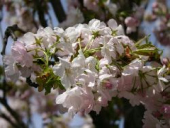Schneekirsche / Winterkirsche / Japanische Blütenkirsche 'Autumnalis', 10-20 cm, Prunus subhirtella 'Autumnalis', Topfware von Prunus subhirtella 'Autumnalis'