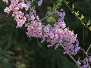 Frühlingskirsche / Zierkirsche 'Fukubana', 60-100 cm, Prunus subhirtella 'Fukubana', Containerware von Prunus subhirtella 'Fukubana'