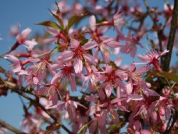 Zierkirsche 'Okame', Stamm 80 cm, 100-120 cm, Prunus subhirtella 'Okame', Stämmchen Zierkirsche 'Okame', Stamm 80 cm, 100-120 cm, Prunus subhirtella 'Okame', Stämmchen von Prunus subhirtella 'Okame'