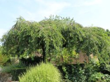 Hängende Winterkirsche 'Pendula Rubra', Stamm 60 cm, 80-100 cm, Prunus subhirtella 'Pendula Rubra', Stämmchen Hängende Winterkirsche 'Pendula Rubra', Stamm 60 cm, 80-100 cm, Prunus subhirtella 'Pendula Rubra', Stämmchen von Prunus subhirtella 'Pendula Rubra'