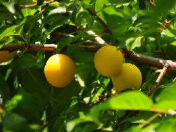 Mirabelle 'Miragrande', Stamm 40-60 cm, 120-160 cm, Prunus domestica subsp. syriaca 'Miragrande', Containerware von Prunus domestica subsp. syriaca 'Miragrande'