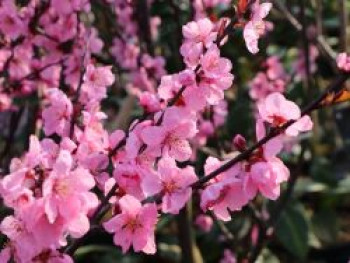 Mandel-Pfirsich 'Spring Glow', Stamm 100-120 cm, Prunus x amygdalopersica 'Spring Glow', Stämmchen Mandel-Pfirsich 'Spring Glow', Stamm 100-120 cm, Prunus x amygdalopersica 'Spring Glow', Stämmchen von Prunus x amygdalopersica 'Spring Glow'