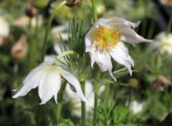 Weißblühende Küchenschelle 'Alba', Pulsatilla vulgaris 'Alba', Topfware von Pulsatilla vulgaris 'Alba'