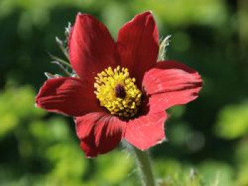 Rotblühende Kuhschelle 'Rubra', Pulsatilla vulgaris 'Rubra', Topfware XL von Pulsatilla vulgaris 'Rubra'