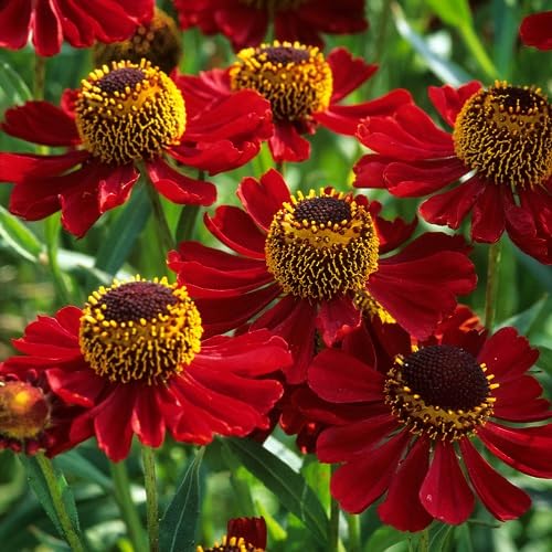 100 Stück Helenium-Blumensamen rot 100 Stück Helenium-Blumensamen rot von punikondra