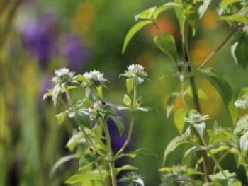 Grannenlose Scheinbergminze, Pycnanthemum muticum, Topfware von Pycnanthemum muticum