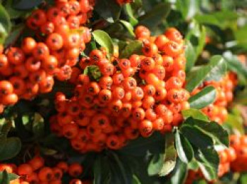 Feuerdorn 'Golden Charmer', 60-80 cm, Pyracantha 'Golden Charmer', Containerware von Pyracantha 'Golden Charmer'