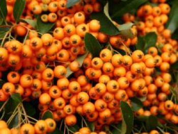 Feuerdorn 'Orange Charmer', 40-60 cm, Pyracantha 'Orange Charmer', Containerware Feuerdorn 'Orange Charmer', 40-60 cm, Pyracantha 'Orange Charmer', Containerware von Pyracantha 'Orange Charmer'
