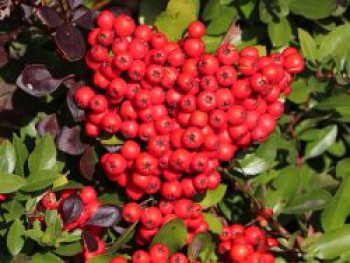 Feuerdorn 'Red Cushion', 20-30 cm, Pyracantha 'Red Cushion', Containerware von Pyracantha 'Red Cushion'