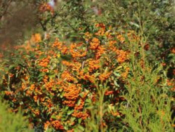 Feuerdorn 'Saphyr Orange'  ®, 40-60 cm, Pyracantha 'Saphyr Orange'  ®, Containerware von Pyracantha 'Saphyr Orange'  ®