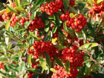Feuerdorn 'Saphyr Rouge' ®, 80-100 cm, Pyracantha 'Saphyr Rouge' ®, Containerware von Pyracantha 'Saphyr Rouge' ®