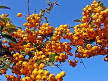 Feuerdorn 'Teton', 40-60 cm, Pyracantha 'Teton', Containerware von Pyracantha 'Teton'