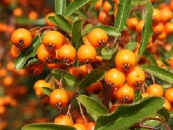 Feuerdorn 'Orange Glow', 80-100 cm, Pyracantha coccinea 'Orange Glow', Containerware von Pyracantha coccinea 'Orange Glow'