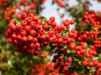 Feuerdorn 'Red Column', 80-100 cm, Pyracantha coccinea 'Red Column', Containerware von Pyracantha coccinea 'Red Column'