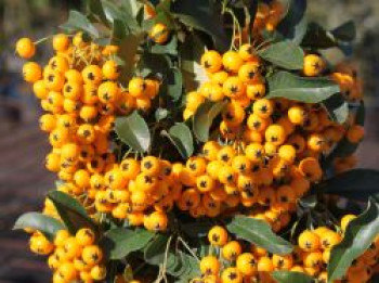 Feuerdorn 'Soleil d'Or', 80-100 cm, Pyracantha coccinea 'Soleil d'Or', Containerware von Pyracantha coccinea 'Soleil d'Or'