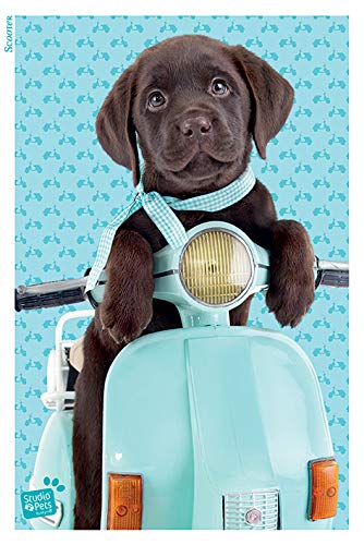 Studio Pets Drucken, Holz, Mehrfarbig, 61 x 91.5cm von Pyramid International