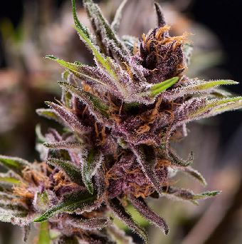 Black Cherry Punch von Pyramid Seeds
