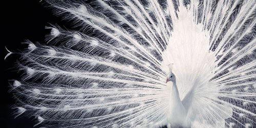 Pyramid International Tim Flach Courtship Leinwanddruck, Holz, Mehrfarbig, 50 x 100 x 1.3 cm von Pyramid International