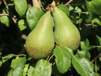 Säulen-Birne 'Condora' / 'Condo', 125-150 cm, Pyrus 'Condora' / 'Condo', Containerware von Pyrus 'Condora' / 'Condo'