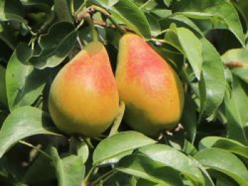 Säulen-Birne 'Obelisk' ®, 60-100 cm, Pyrus 'Obelisk' ®, Containerware von Pyrus 'Obelisk' ®