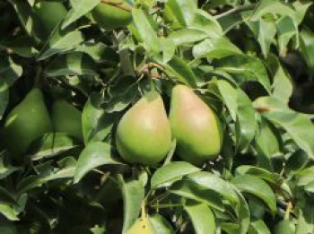 Herbstbirne / Winterbirne 'Alexander Lucas', Stamm 40-60 cm, 120-160 cm, Pyrus communis 'Alexander Lucas', Containerware von Pyrus communis 'Alexander Lucas'